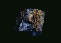 藏品(動物骨化石)的圖片